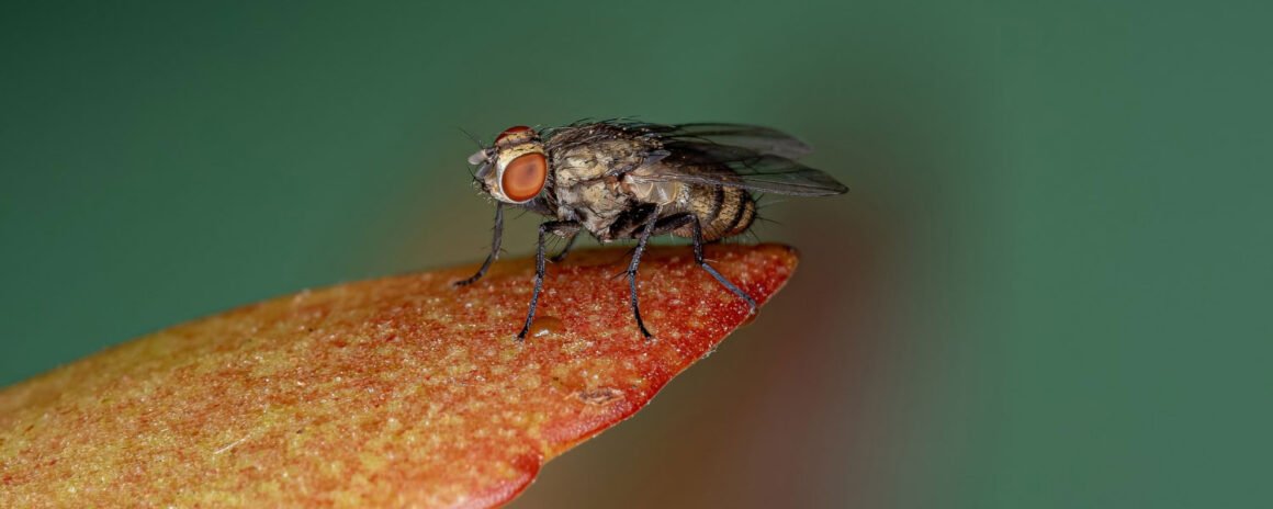 housefly pest control services
