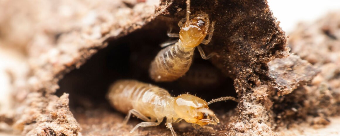 image showing importance of Termite Treatment