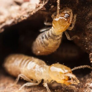 termites-control-services