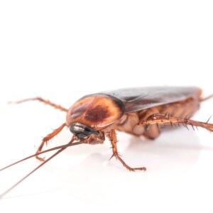 cockroach control