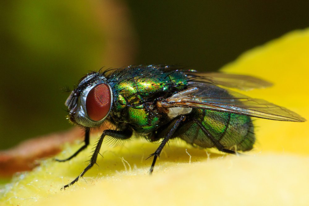 Housefly Control Ernakulam