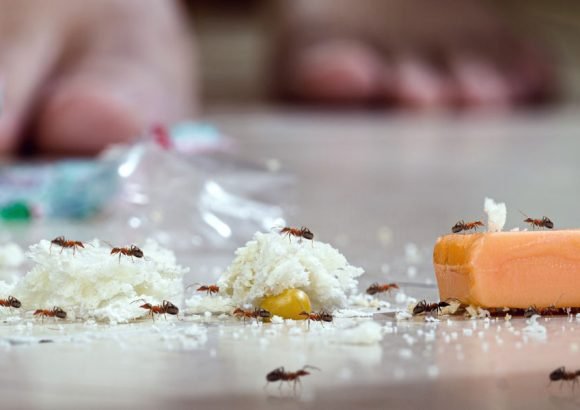 ants control services