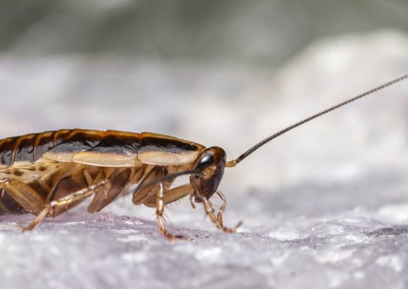 cockroach control