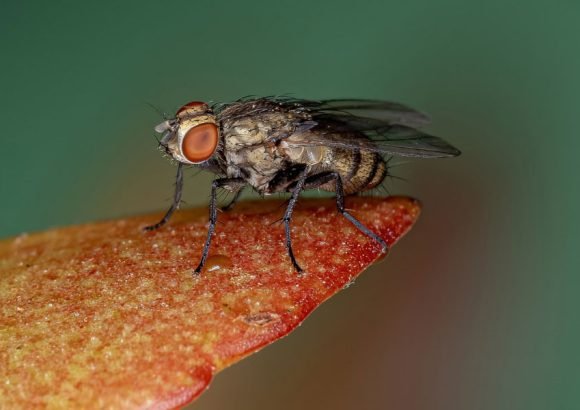housefly control services