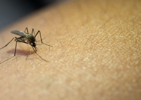 an image showing the relavance of mosquitos control services