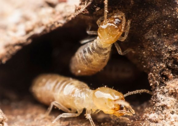 image showing importance of Termite Treatment
